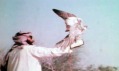Šejk Zayedi bin Sultan Al Nahyan se sokolem