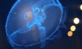 Ukázka různých druhů akvárií pro medúzy od Jellyfish Art
