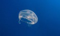 Ukázka různých druhů akvárií pro medúzy od Jellyfish Art