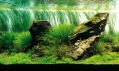 Ukázka japonského akvária od Revolutionary Aquarium System