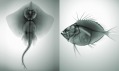 Nick Veasey a ukázka jeho fotografické rentgenové tvorby