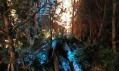 Rekorderlig Winter Forest Bar