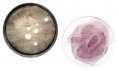 Klari Reis a její výtvarná kolekce v Petriho miskách