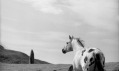 Linda McCartney: Stallion and Standing Stone, Scotland © 1966 Paul McCartney