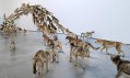 Cai Guo-Qiang: Head On 2006