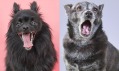 Sophie Gamand a její kolekce fotografií Opera Dogs