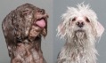 Sophie Gamand a její kolekce fotografií Wet Dog