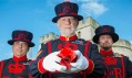 Instalace Blood Swept Lands and Seas of Red v Tower of London