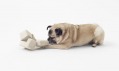 Kolekce Cubic Pet Goods od Nendo