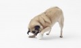 Kolekce Cubic Pet Goods od Nendo