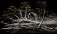 Česká adventura Samorost 3 od studia Amanita Design