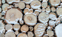 Charitativní vánoční stromy od Hello Wood