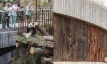 Panda House od BIG v kodaňské zoo