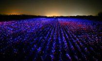 Studio Roosegaarde a instalace Grow