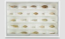 Damien Hirst a ukázka z výstavy Natural History v galerii Gagosian