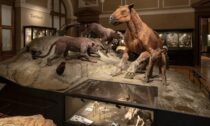 Stálé expozice Okna do pravěku a Zázraky evoluce v Národním muzeu