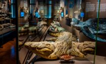 Stálé expozice Okna do pravěku a Zázraky evoluce v Národním muzeu