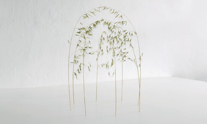 Christiane Löhr vytváří z drobných rostlin a živočichů velmi křehké struktury