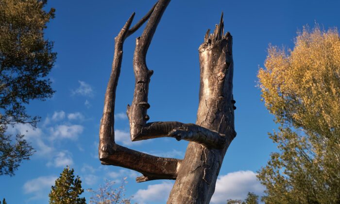 Krištof Kintera vystavil na ostrově Štvanice sochu Praying Wood s tvary modlícího se samorostu